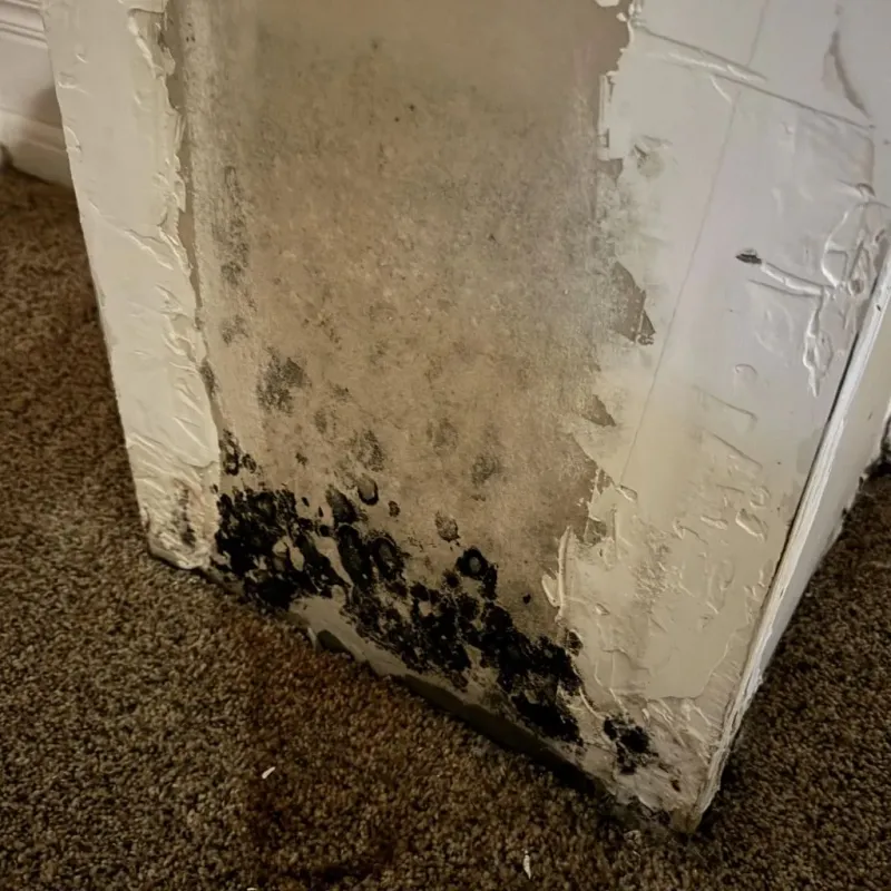 Professional Mold Removal in Cedar County, IA